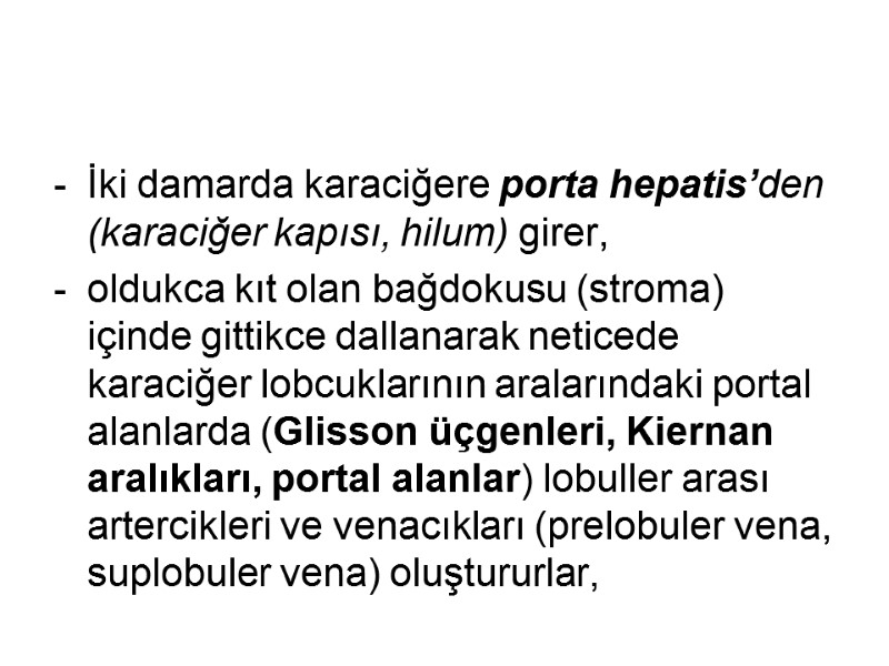 İki damarda karaciğere porta hepatis’den (karaciğer kapısı, hilum) girer,  oldukca kıt olan bağdokusu